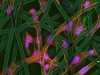 16e prix. Culture de cellules sur un biopolymère
