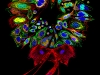 19e prix. Collage de protéines et organelles