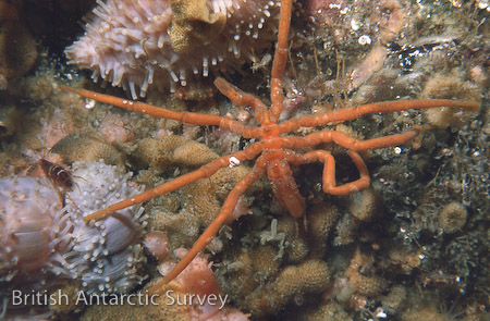 Araignée de mer