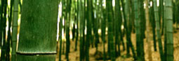 Bambou, plante d’avenir