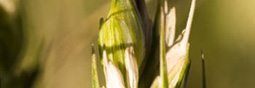 Quand Nestlé roule pour Monsanto