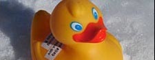 Les canards de la Nasa sont portés disparus