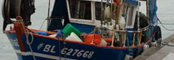 Faut-il privatiser la pêche pour sauver les poissons?