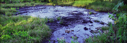 Pétrole contre biodiversité, un assourdissant silence