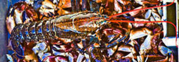 Pêcheur interdit, homard revit
