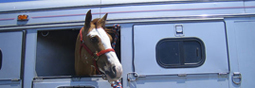 On n’achève plus les chevaux