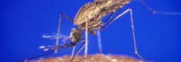 Quarante cinq milliards, si peu contre un fléau