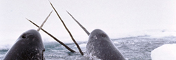 Fragile licorne des mers