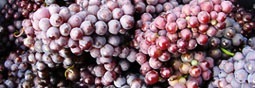 Statistiques de coin de table pour le raisin de table.