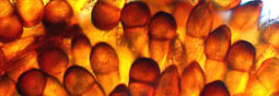Un champignon, et les prix hallucinent
