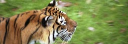 Tigre en délire, tigres en péril