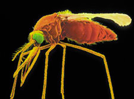Image: Une femelle anophèle adulte (pseudocouleurs). © Colorado State University