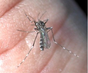 Image. Le moustique Tigre. Image sous licence GNU/Wikipedia