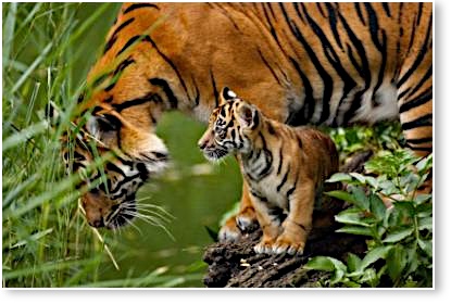 Tigre de Sumatra © ZSL