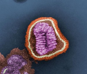 Le virus de la grippe © : Cynthia Goldsmith/CDC