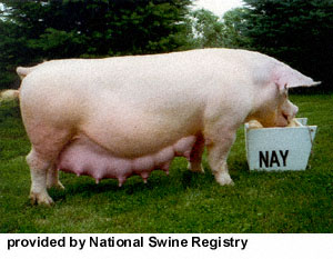 Le porc Yorkshire © National Swine Registry