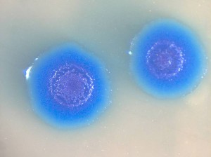 Bactérie Mycoplasma mycoides © J. Craig Venter Institute