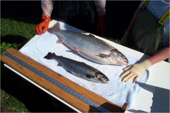 De ces deux saumons du même âge, devinez lequel est OGM © AquaBounty