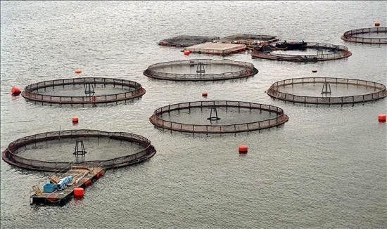 La multiplication des bassins de salmoniculture au Chili dérange les pêcheurs locaux et les ONG © La révolution vive
